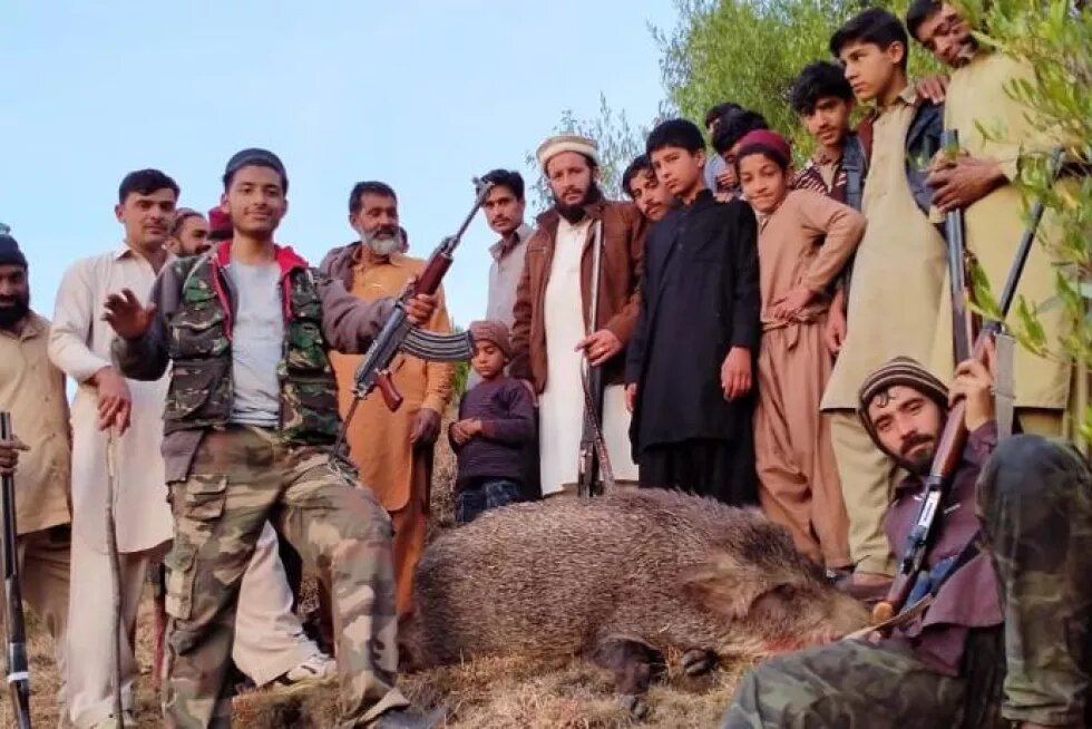 Villagers at Manshera district of Hazara division in Pakistan's North posing for photograph along with a dead pig killed in retaliation over damage to crops by the wild species. Wildlife department allows complainants for killing the animal to protect farmlands from destruction.