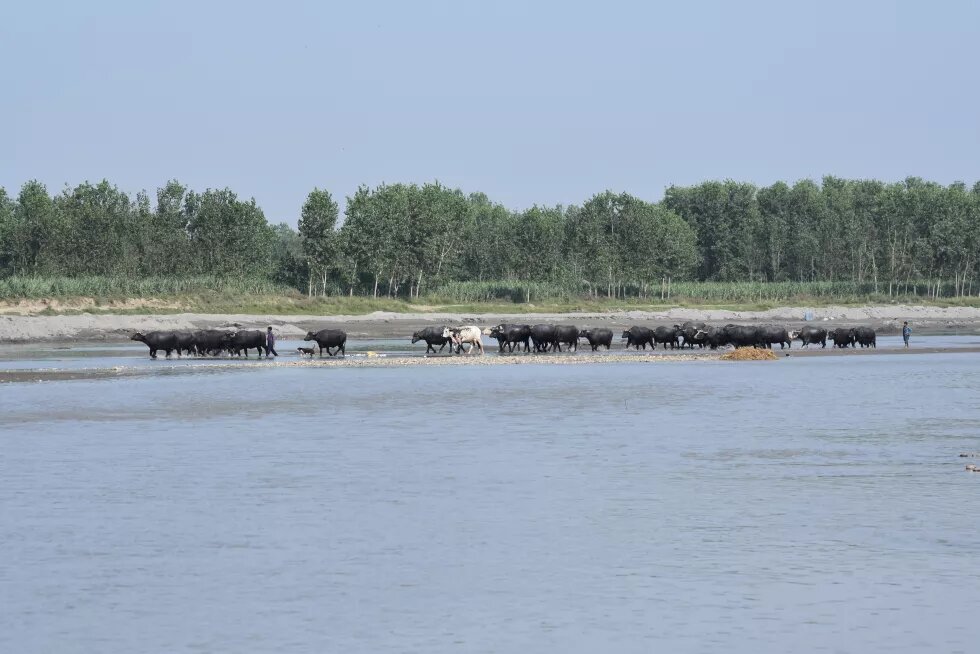 Herd of buffaloes 