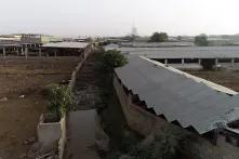 Power from Animal Waste