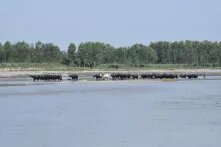 Herd of buffaloes 