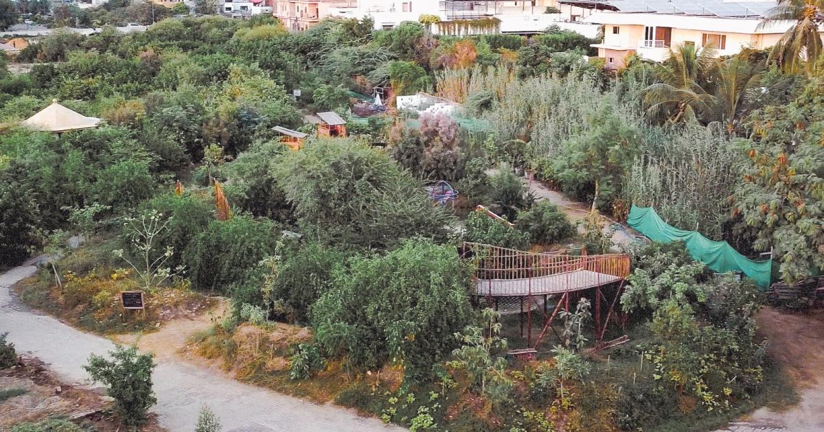 Clifton Urban Forest — A Miyawaki Pocket Forest Cooling a Karachi Neighbourhood (Pakistan)