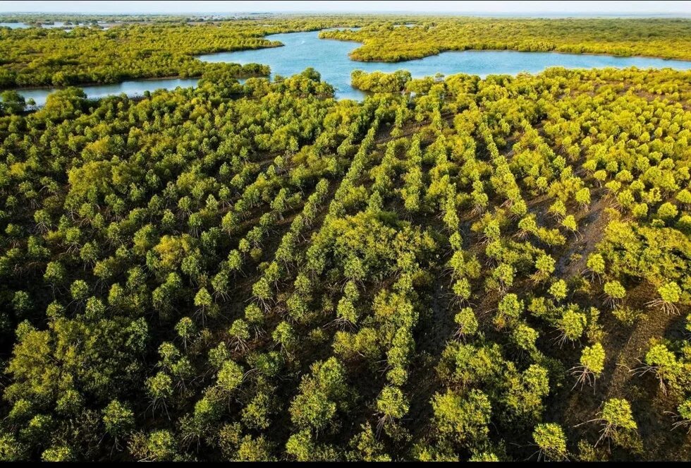 Figure 3: Mixed mangrove plantation of Avicennia and Rhizophora (Source: Sindh Forest Department)