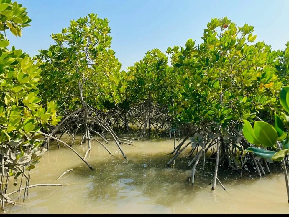 Mangrove