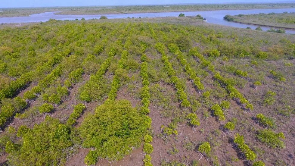 Figure 2: Mangrove restoration in the Indus Delta (Source: Sindh Forest Department)