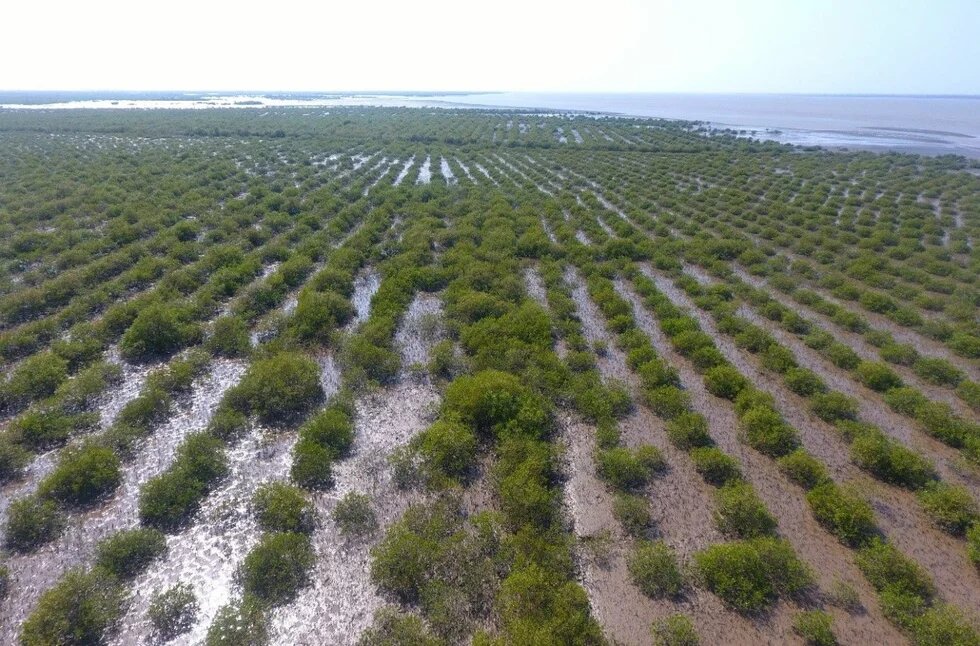 Figure 4: Large scale mangrove restoration in the Indus Delta (Source: Sindh Forest Department)